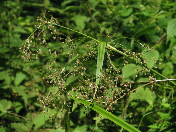 wood club-rush / Scirpus sylvaticus: _Scirpus sylvaticus_ is a large rhizomatous perennial plant, with long, broad leaves and a sizeable inflorescence.