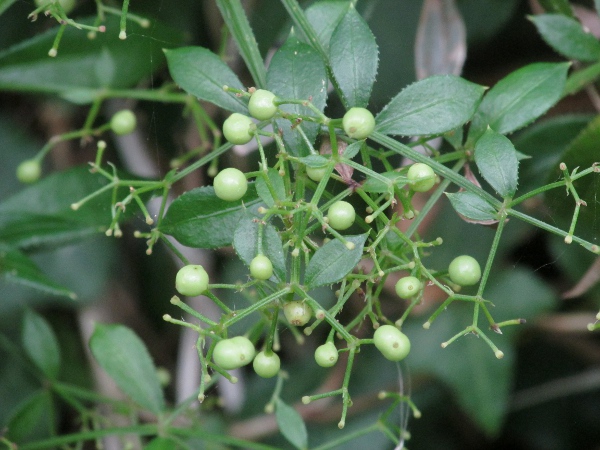 wild madder / Rubia peregrina: The fruits of _Rubia peregrina_ are round berries that become black when mature.