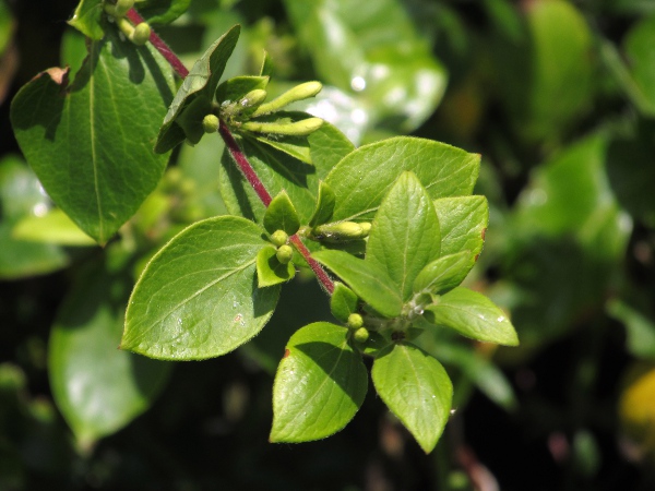 Japanese honeysuckle / Lonicera japonica