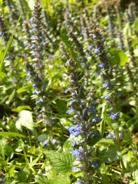 bugle / Ajuga reptans