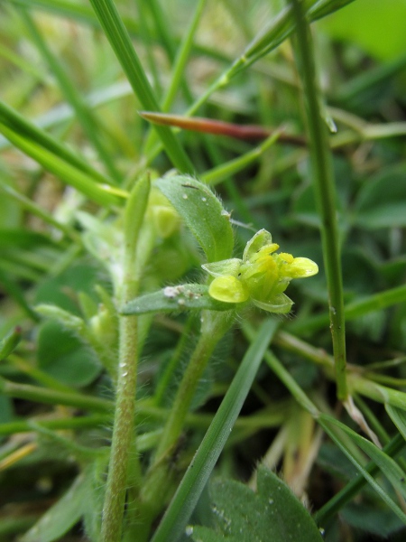 small-flowered buttercup / Ranunculus parviflorus