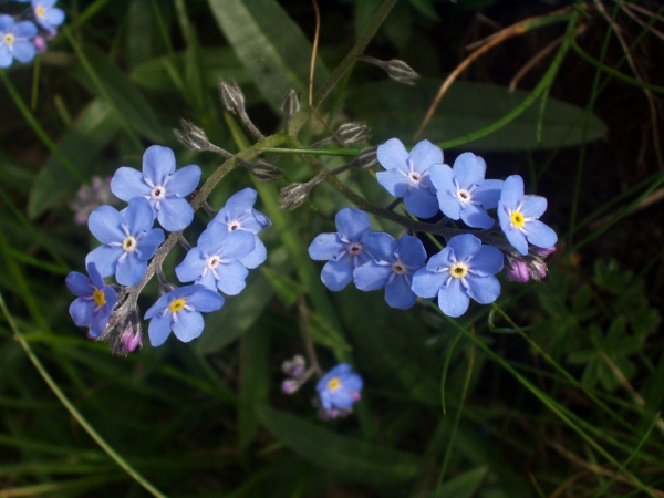 Alpine forget-me-not / Myosotis alpestris: _Myosotis alpestris_ is restricted in the British Isles to the North Pennines in England and the Ben Lawers group in Scotland.