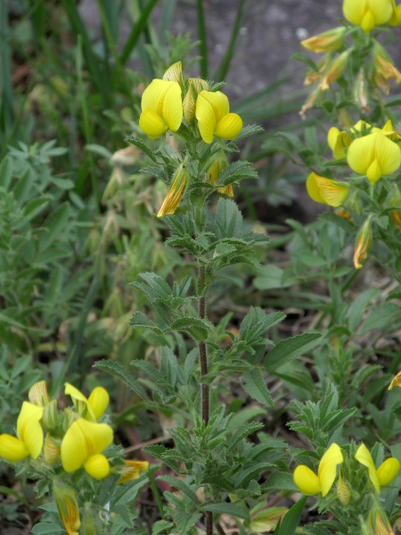 yellow restharrow / Ononis natrix: _Ononis natrix_ is a yellow-flowering restharrow that has occasionally been naturalised in Great Britain, although it hasn’t been seen here for over 40 years.