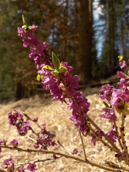 mezereon / Daphne mezereum: _Daphne mezereum_ is also a popular garden plant, and is increasingly frequent as a casual escape.