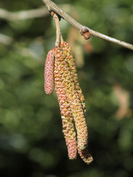 Turkish hazel / Corylus colurna: The male flowers are aggregated into long, pendulous catkins.