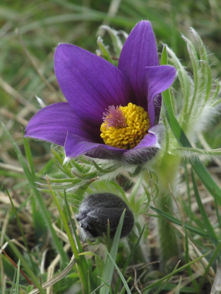 pasqueflower / Pulsatilla vulgaris: _Pulsatilla vulgaris_ is conspicuously hairy all over its leaves, bracts, stems, and even the outer surface of the petaloid sepals.