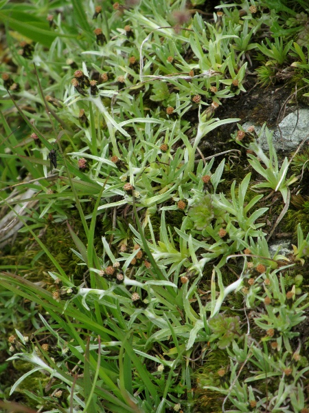 dwarf cudweed / Omalotheca supina: _Omalotheca supina_ is an <a href="aa.html">Arctic–Alpine</a> plant found in the Scottish Highlands, including the Isle of Skye.