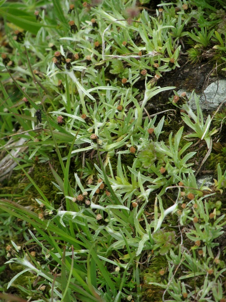 dwarf cudweed / Omalotheca supina