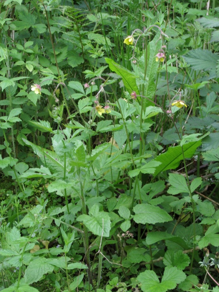 water avens / Geum rivale: _Geum rivale_ and _Geum urbanum_ hybridise freely to produce _Geum_ × _intermedium_, which covers the range of variation between the parents.