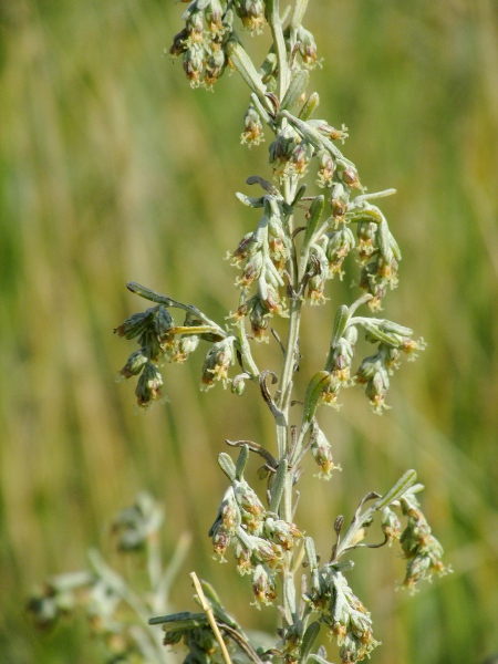 sea wormwood / Artemisia maritima: _Artemisia maritima_ is an aromatic plant with densely hairy linear leaf-lobes that grows in coastal regions.