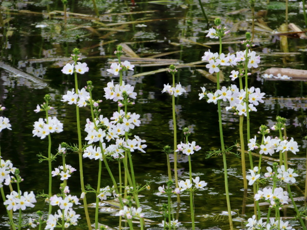 water violet / Hottonia palustris: _Hottonia palustris_ grows natively in standing water in eastern England, and some areas of central and western England, Wales and one site in Northern Ireland.