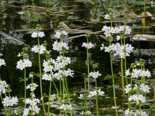 water violet / Hottonia palustris