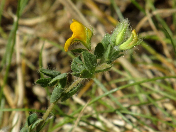 slender bird’s-foot trefoil / Lotus angustissimus: _Lotus angustissimus_ is a rare bird’s-foot trefoil of sandy, usually coastal, sites; it is densely hairy, and the keel petal has a sharp right-angled bend half-way along its length.