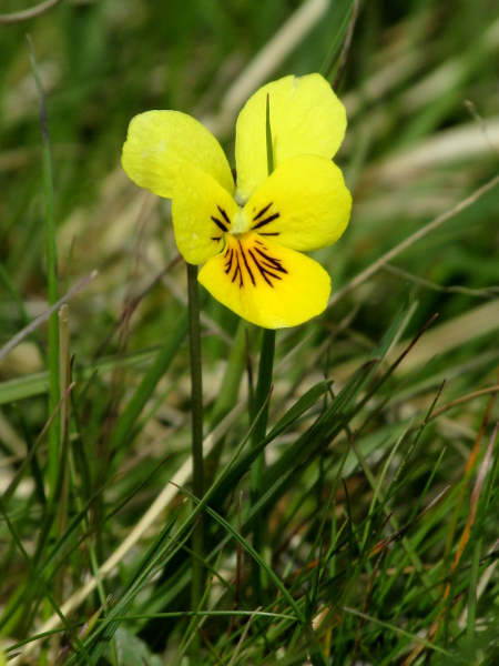 mountain pansy / Viola lutea: _Viola lutea_ is a perennial pansy, typically with yellow flowers, found in upland areas, although it is scarce north of the Great Glen and in Ireland.