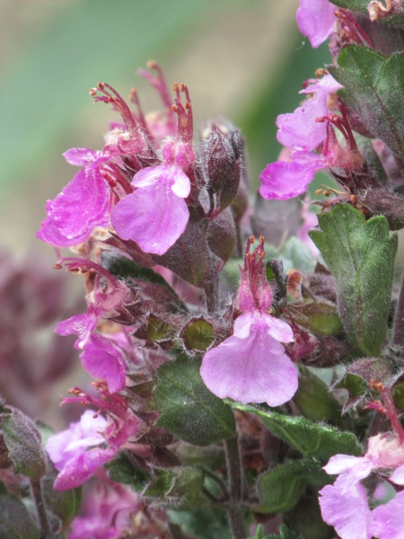 wall germander / Teucrium chamaedrys: Like other species of _Teucrium_, _T. chamaedrys_ has corollas with no upper lip.