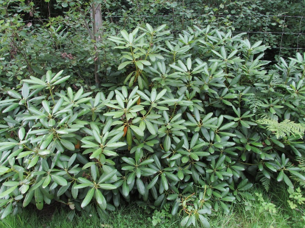 rhododendron / Rhododendron ponticum: Although widely considered an invasive weed, _Rhododendron ponticum_ is native at at least one site in Ireland.