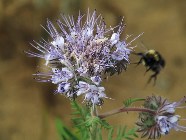 phacelia / Phacelia tanacetifolia