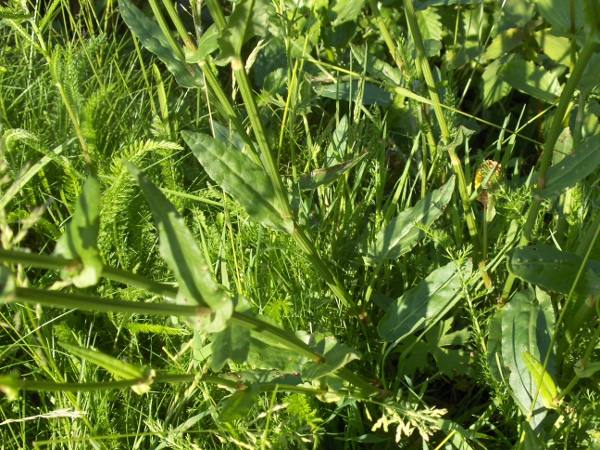 common sorrel / Rumex acetosa: The leaves of _Rumex acetosa_ have a distinctively sagittate base (2 pointed lobes extend back alongside the petiole, like the flights on an arrow); they have a pleasantly sour taste.