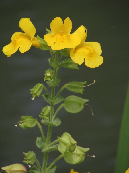 monkeyflower / Erythranthe guttata: In _Erythranthe guttata_, the corolla is mostly closed off by the large bosses on the lower lip.