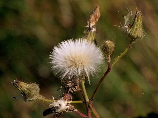 perennial sow-thistle / Sonchus arvensis: In seed