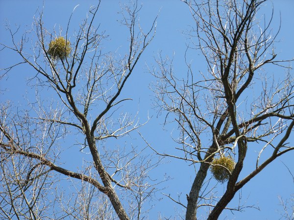 mistletoe / Viscum album: The evergreen mistletoe plants are easier to see when their deciduous hosts have shed their leaves.