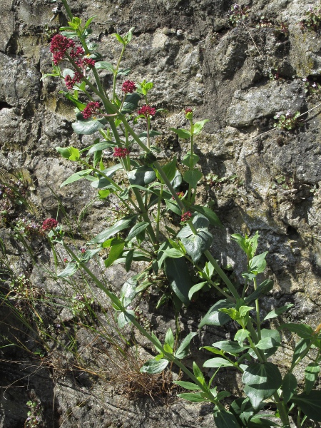 red valerian / Centranthus ruber