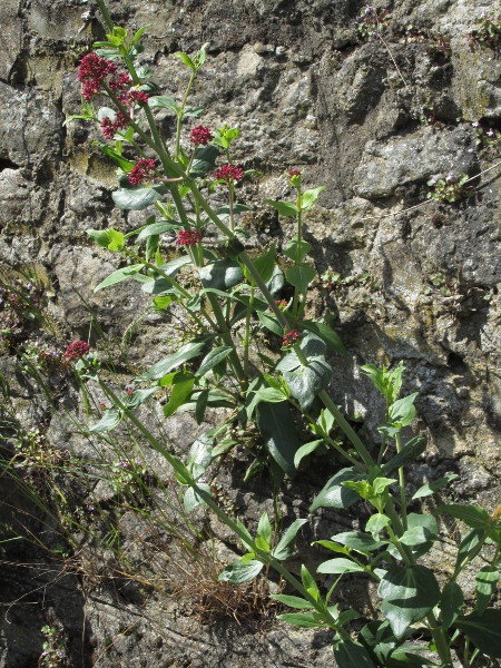 red valerian / Centranthus ruber: _Centranthus ruber_ is a Mediterranean perennial herb that has become very well established in the British Isles; it grows in rocky or sandy places, especially along the coast and in urban environments.