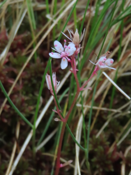 St. Patrick’s cabbage / Saxifraga spathularis: The white flowers of _Saxifraga spathularis_ often have red spots on the petals.