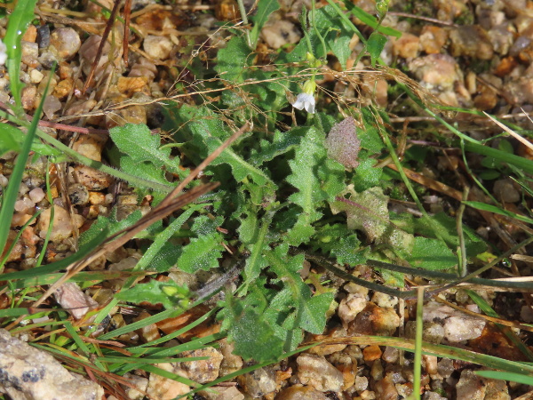 sand rock-cress / Arabidopsis arenosa: The leaves of _Arabidopsis arenosa_ are mostly in a basal rosette, pinnately lobed and covered in stellate hairs.