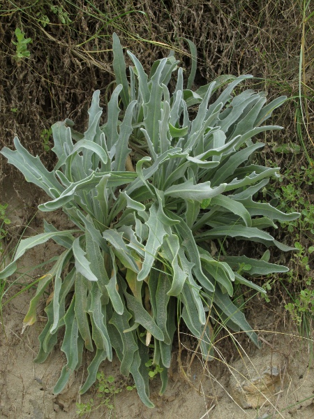 sea stock / Matthiola sinuata: The leaves of _Matthiola sinuata_ are densely hairy, but differ from those of _Matthiola incana_ in having short rounded lobes along their length.