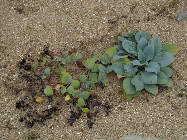 oysterplant / Mertensia maritima: _Mertensia maritima_ is a distinctive glaucous plant of Arctic shingle beaches, found as far south as the Irish Sea.