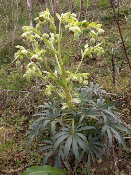 stinking hellebore / Helleborus foetidus: The flowers of _Helleborus foetidus_ are yellowish-green, often tinged purple; its leaves are palmate with narrow leaflets.