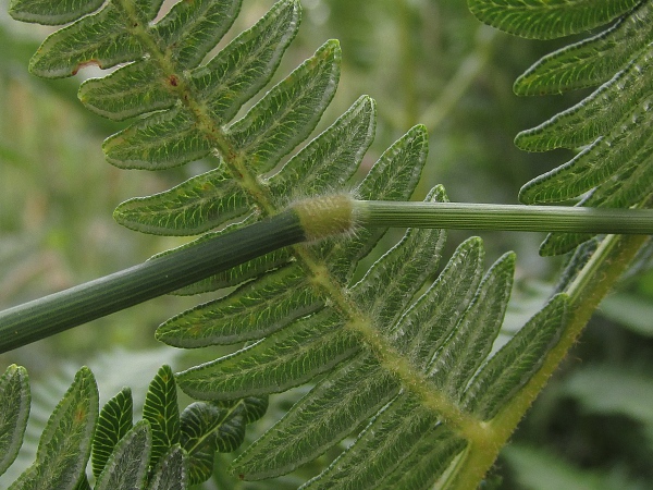 creeping soft-grass / Holcus mollis: Hairy node