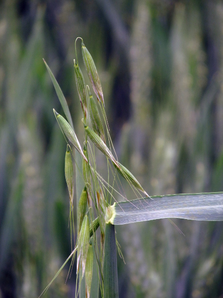 wild oat / Avena fatua: _Avena fatua_ is a weed of arable land, especially wheat fields; it has smaller glumes than _Avena sterilis_ and its spikelets break up into florets when ripe.