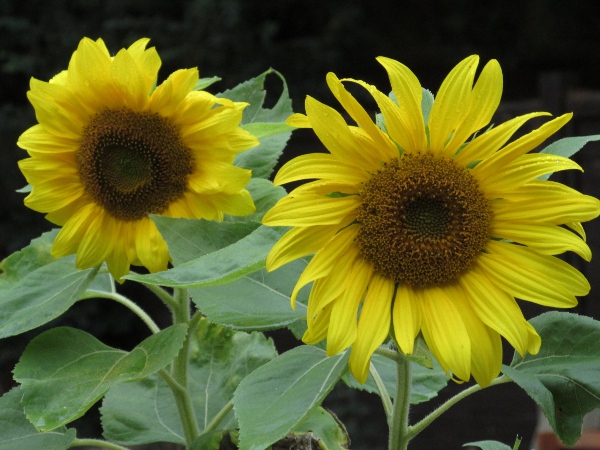 sunflower / Helianthus annuus: The large inflorescences immediately distinguish _Helianthus annuus_ from its relatives.