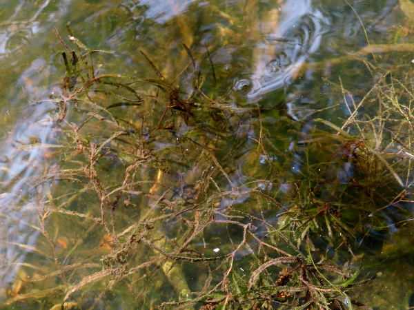 blunt-leaved pondweed / Potamogeton obtusifolius: _Potamogeton obtusifolius_ grows in still, acidic waters across the British Isles.