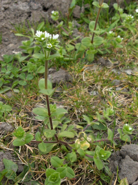 common mouse-ear / Cerastium fontanum: _Cerastium fontanum_ is a perennial plant with few glandular hairs.