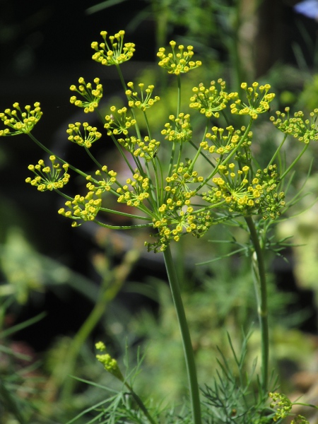 dill / Anethum graveolens: _Anethum graveolens_ is uncommon in the wild in the British Isles, although it is cultivated for use as a herb (leaves) or spice (fruits).
