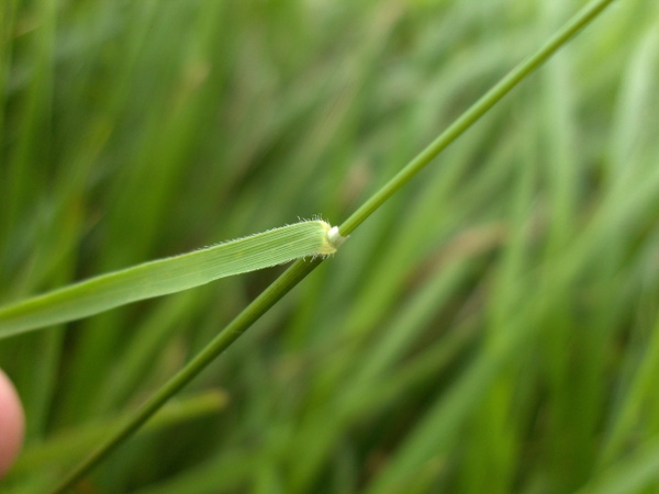 heath false-brome / Brachypodium pinnatum