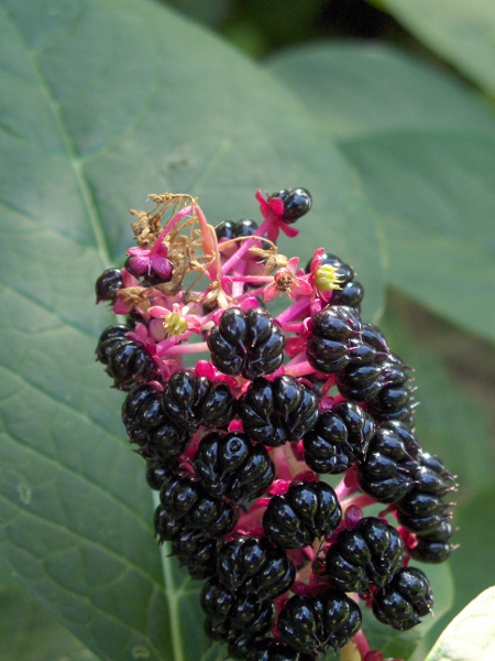Indian pokeweed / Phytolacca acinosa: _Phytolacca acinosa_ differs from _Phytolacca polyandra_ in that each flower produces around 8 separate fruits; in _P. polyandra_, they are fused into a single fruit.