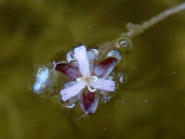 Nuttall’s waterweed / Elodea nuttallii: The flower of _Elodea nuttallii_ is borne on the water’s surface on a long pedicel; all our plants are female.