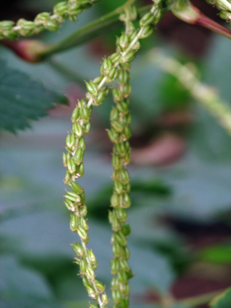 buck’s beard / Aruncus dioicus: The fruit of _Aruncus dioicus_ is a group of 3 or so follicles.