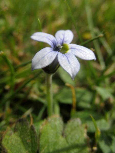 blue lawn lobelia / Pratia pedunculata: _Pratia pedunculata_ has bluish flowers, in contrast to the white flowers of _Pratia angulata_.