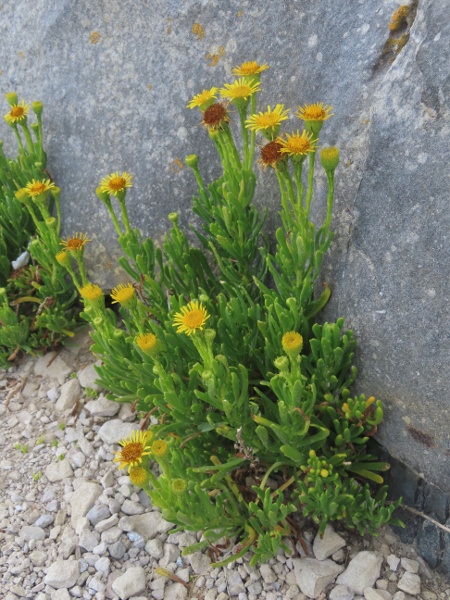 golden samphire / Limbarda crithmoides: _Limbarda crithmoides_ is a succulent coastal plant, found in southern England, West Wales, southern and eastern Ireland, and on the Rhinns of Galloway (VC74).
