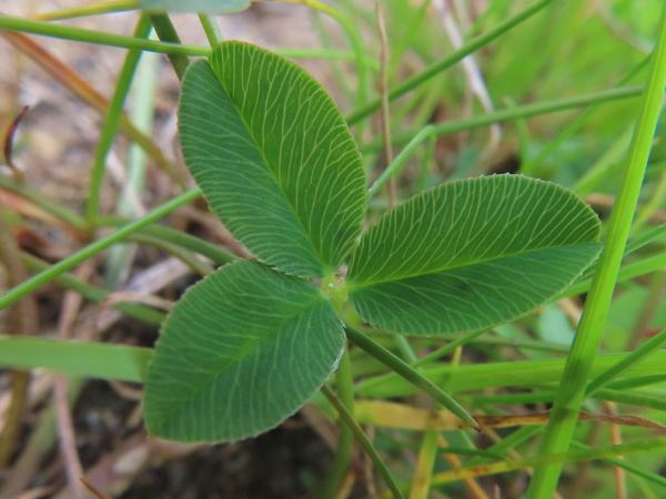 strawberry clover / Trifolium fragiferum