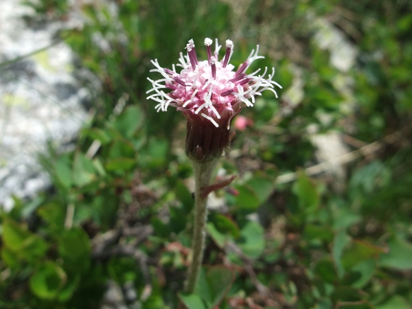 purple coltsfoot / Homogyne alpina: Inflorescence