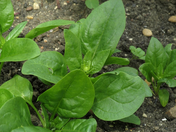 spinach / Spinacia oleracea: Spinach is a widely grown leaf vegetable, although it may be confused with spinach beet, a form of _Beta vulgaris_.
