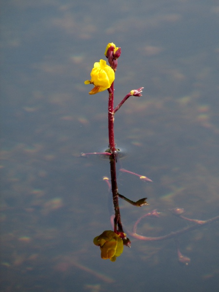 greater bladderwort / Utricularia vulgaris: _Utricularia vulgaris_ (and the very similar _Utricularia australis_) has the largest flowers of our bladderworts.