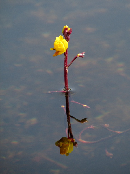 greater bladderwort / Utricularia vulgaris