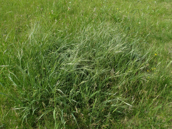 great brome / Anisantha diandra: _Anisantha diandra_ is a fairly robust grass, typically found on quite sandy soils.